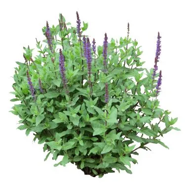 Chia Seed Carrier Oil - Extra Virgin 1